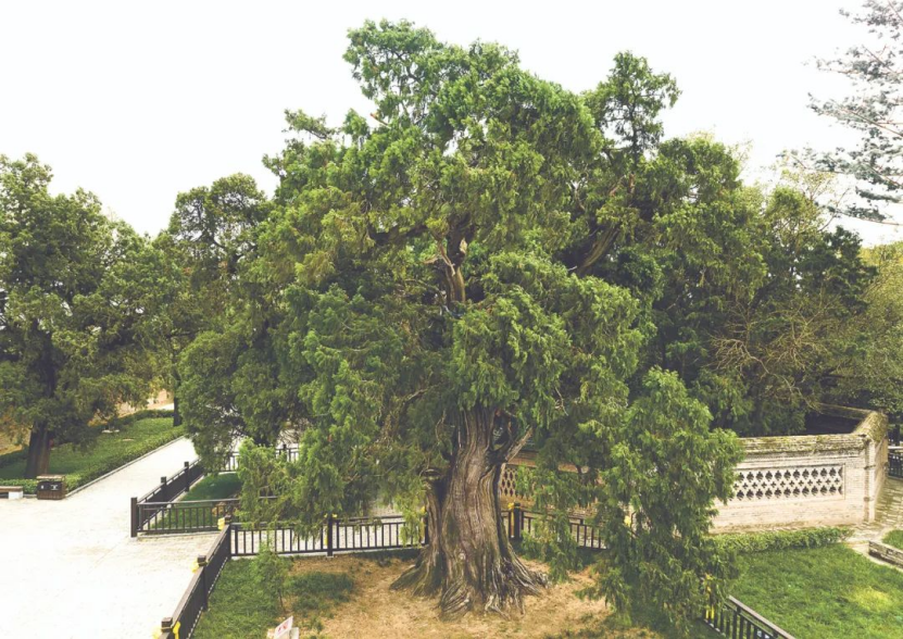 ennium-old trees in Shaanxi不朽情缘探秘陕西5株千年古树｜Visit 5 mill(图2)